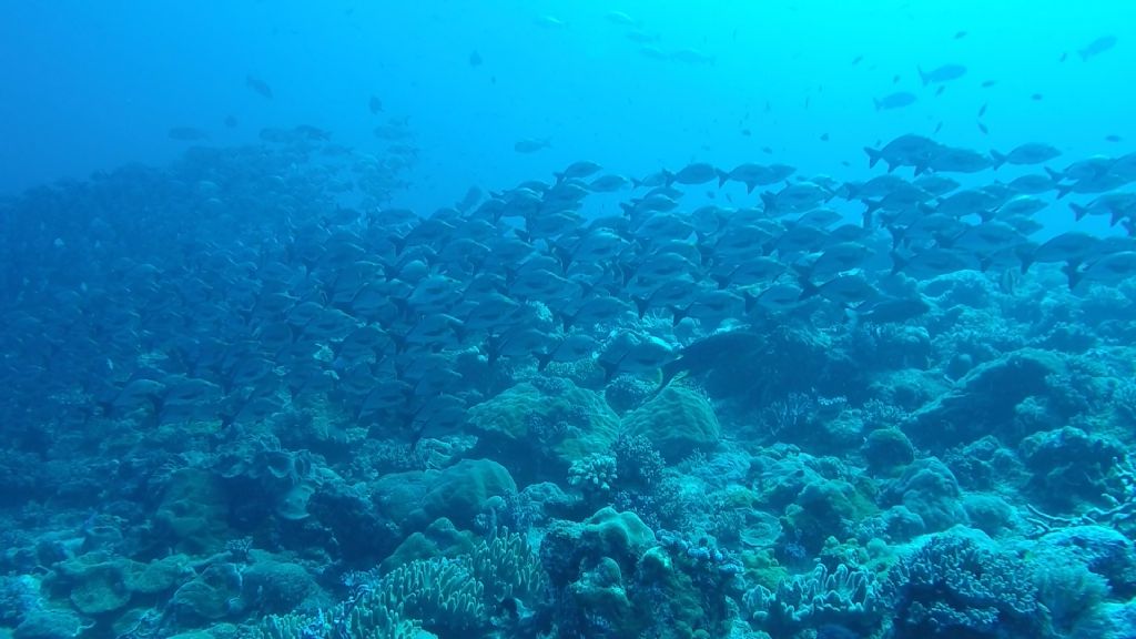 Pesci del Madagascar - 2